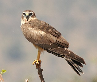 Wiesenweihe, Montagu`s Harrier, Circus pygargus